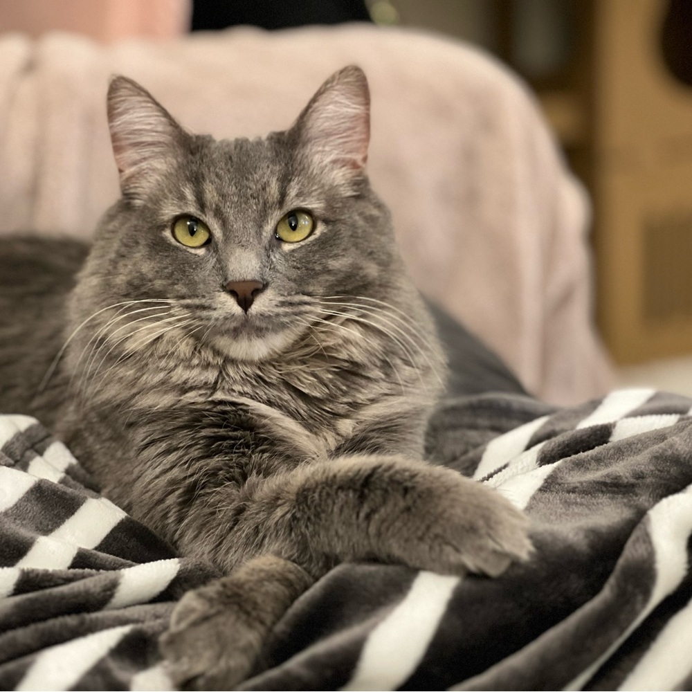Meet your Posher, Cat
